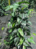 10" Epipremnum Pinnatum Variegated Albo Pole  